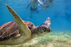 Snorkel with Sea Turtles & Explore Cenotes from Cancun