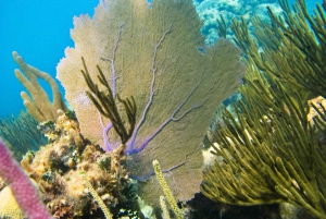 Snorkel with Sea Turtles & Explore Cenotes from Cancun