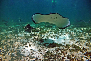 Snorkel with Sea Turtles & Explore Cenotes from Cancun