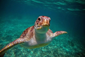 Snorkel with Sea Turtles & Explore Cenotes from Cancun