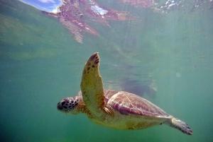 Snorkel with Sea Turtles & Explore Cenotes from Cancun