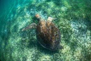 Snorkel with Sea Turtles & Explore Cenotes from Cancun