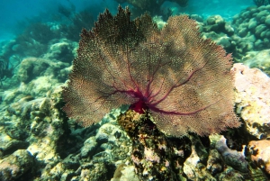 Snorkel with Sea Turtles & Explore Cenotes from Cancun