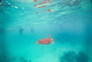 Snorkel with Sea Turtles & Explore Cenotes from Cancun