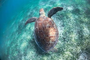 Snorkel with Sea Turtles & Explore Cenotes from Cancun
