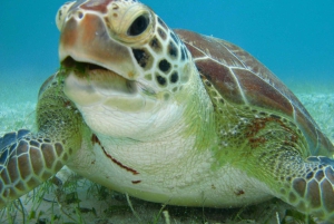 Snorkel with Sea Turtles & Explore Cenotes from Cancun