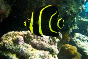 Snorkel with Sea Turtles & Explore Cenotes from Cancun