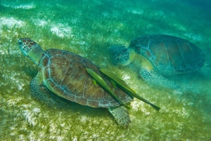 Snorkel with Sea Turtles & Explore Cenotes from Cancun