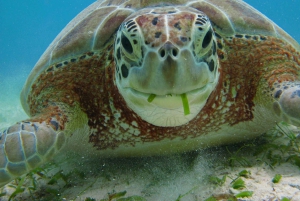Snorkel with Sea Turtles & Explore Cenotes from Cancun