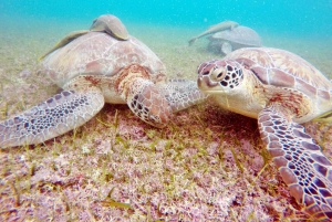 Snorkel with Sea Turtles & Explore Cenotes from Cancun