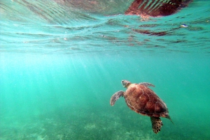 Snorkel with Sea Turtles & Explore Cenotes from Cancun