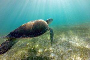 Snorkel with Sea Turtles & Explore Cenotes from Cancun