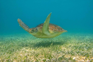 Snorkel with Sea Turtles & Explore Cenotes from Cancun