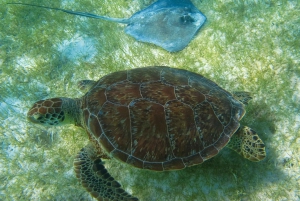 Snorkel with Sea Turtles & Explore Cenotes from Cancun