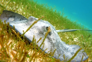 Snorkel with Sea Turtles & Explore Cenotes from Cancun