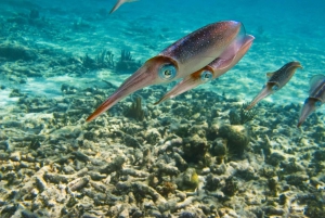 Snorkel with Sea Turtles & Explore Cenotes from Cancun