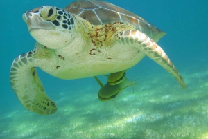 Snorkel with Sea Turtles & Explore Cenotes from Cancun