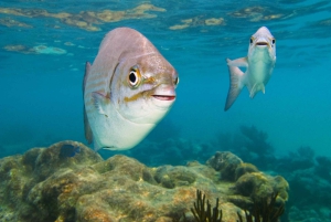 Snorkel with Sea Turtles & Explore Cenotes from Cancun