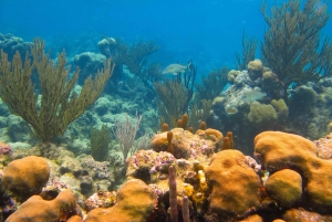 Snorkel with Sea Turtles & Explore Cenotes from Cancun