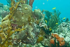 Excursión de snorkel más Excursión Privada a Isla Mujeres