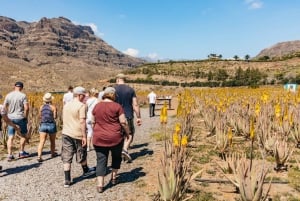 South Gran Canaria: Off-Road Valleys & Villages Jeep Tour