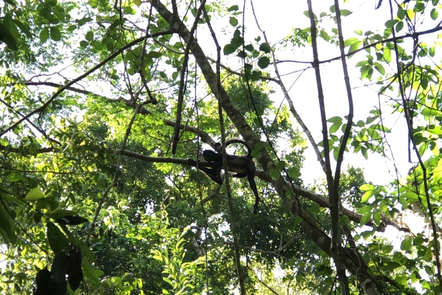 Spider Monkey at Punta Laguna