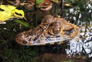 Selva Amazónica Peruana de Tambopata por Tres Días/Dos Noches