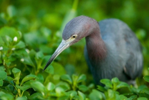 Tortuguero: Canoe Adventure Tour