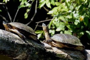 Tortuguero National Park: Best Things to Do in Tortuguero