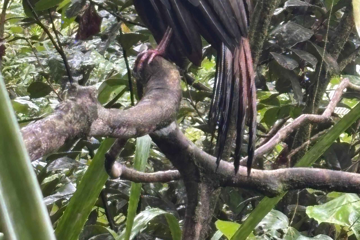 Tortuguero Trilogy: Wildlife, Meals, Guide & Park Entry