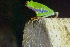 Tortuguero Trilogy: Wildlife, Meals, Guide & Park Entry