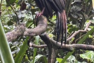 Tortuguero Trilogy: Wildlife, Meals, Guide & Park Entry