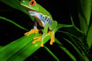 Tortuguero Trilogy: Wildlife, Meals, Guide & Park Entry