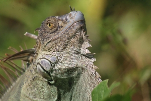 Tortuguero Trilogy: Wildlife, Meals, Guide & Park Entry