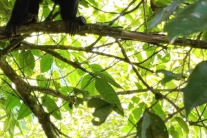 Tortuguero Trilogy: Wildlife, Meals, Guide & Park Entry