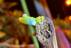 Tortuguero Trilogy: Wildlife, Meals, Guide & Park Entry