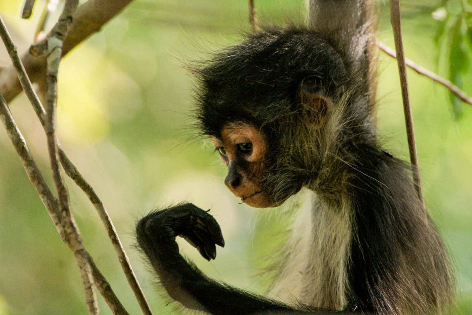 Tulum: Monkey Sanctuary Adventure