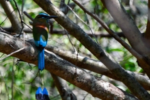 Tulum: Monkey Sanctuary Adventure