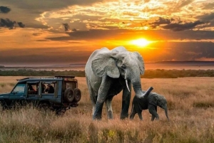 Uganda: 10-Day Safari from Entebbe to Murchison Falls