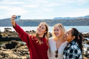 Wellington: Guided City Tour with Cable Car Ticket