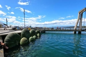 Wellington: Guided City Tour with Cable Car Ticket