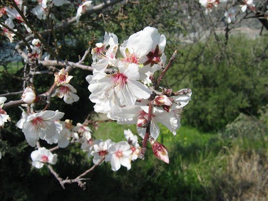 Yermasoyia - Almond Tree