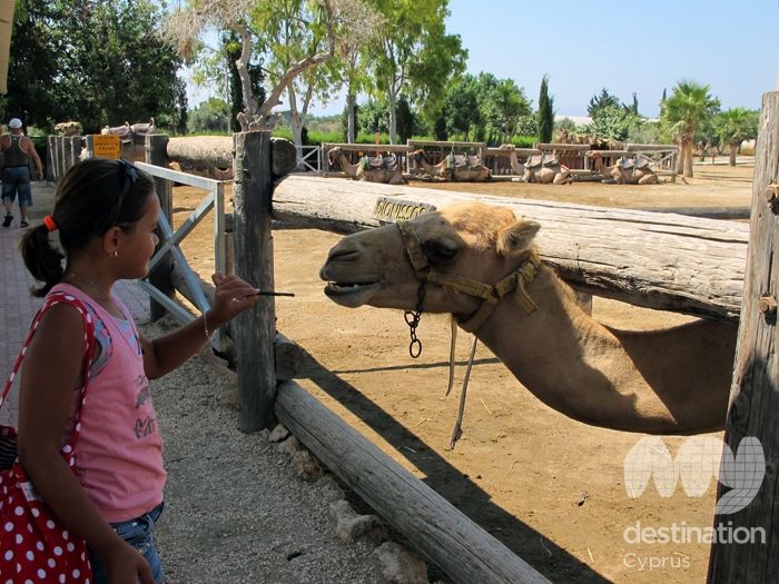 Camel park, photo copyright My Guide Cyprus