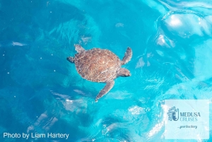 3-Hour Sunset Cruise from Protaras with Fruit & Champagne