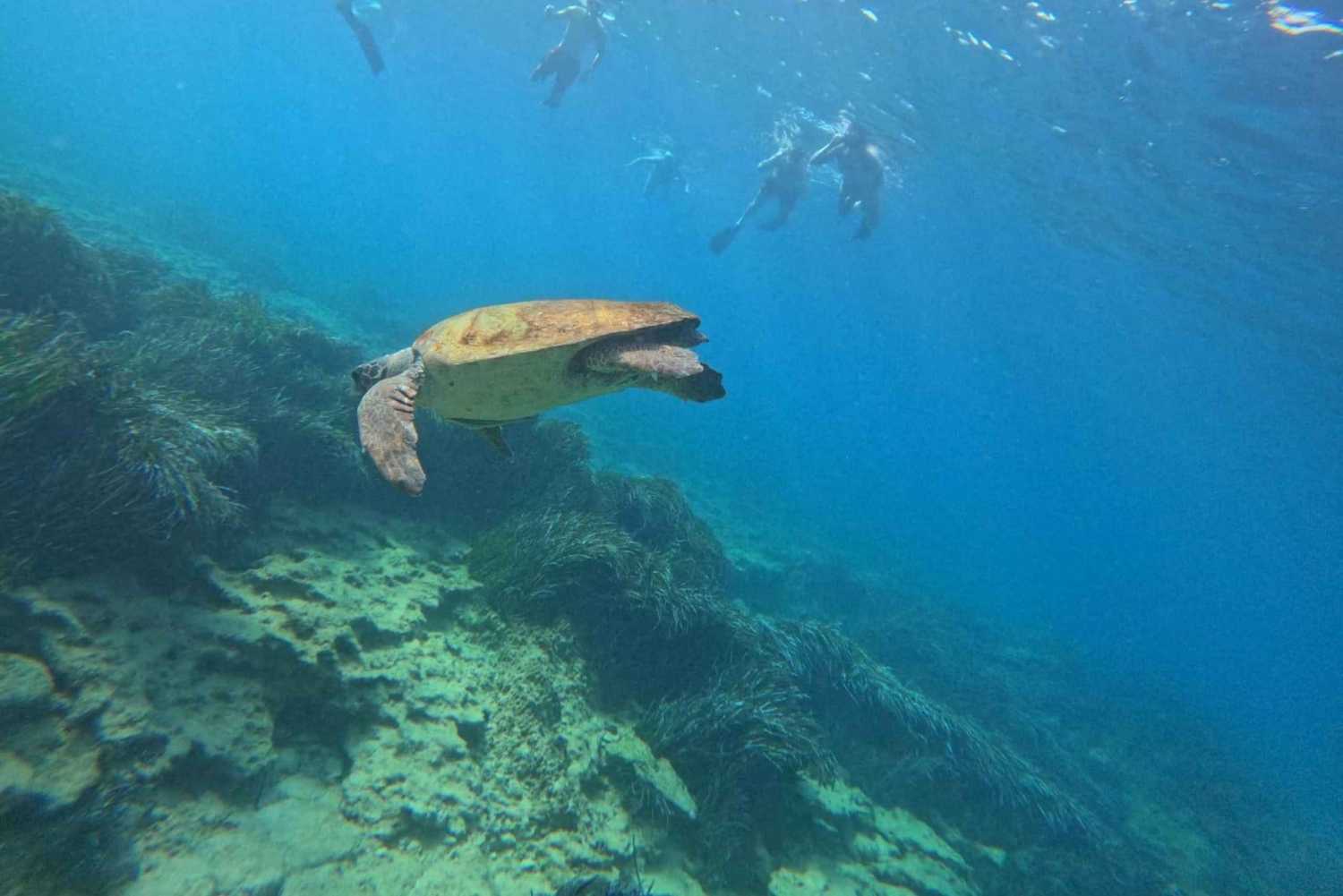 Akamas coast boat trip swiming & snorkeling with sea Turtles