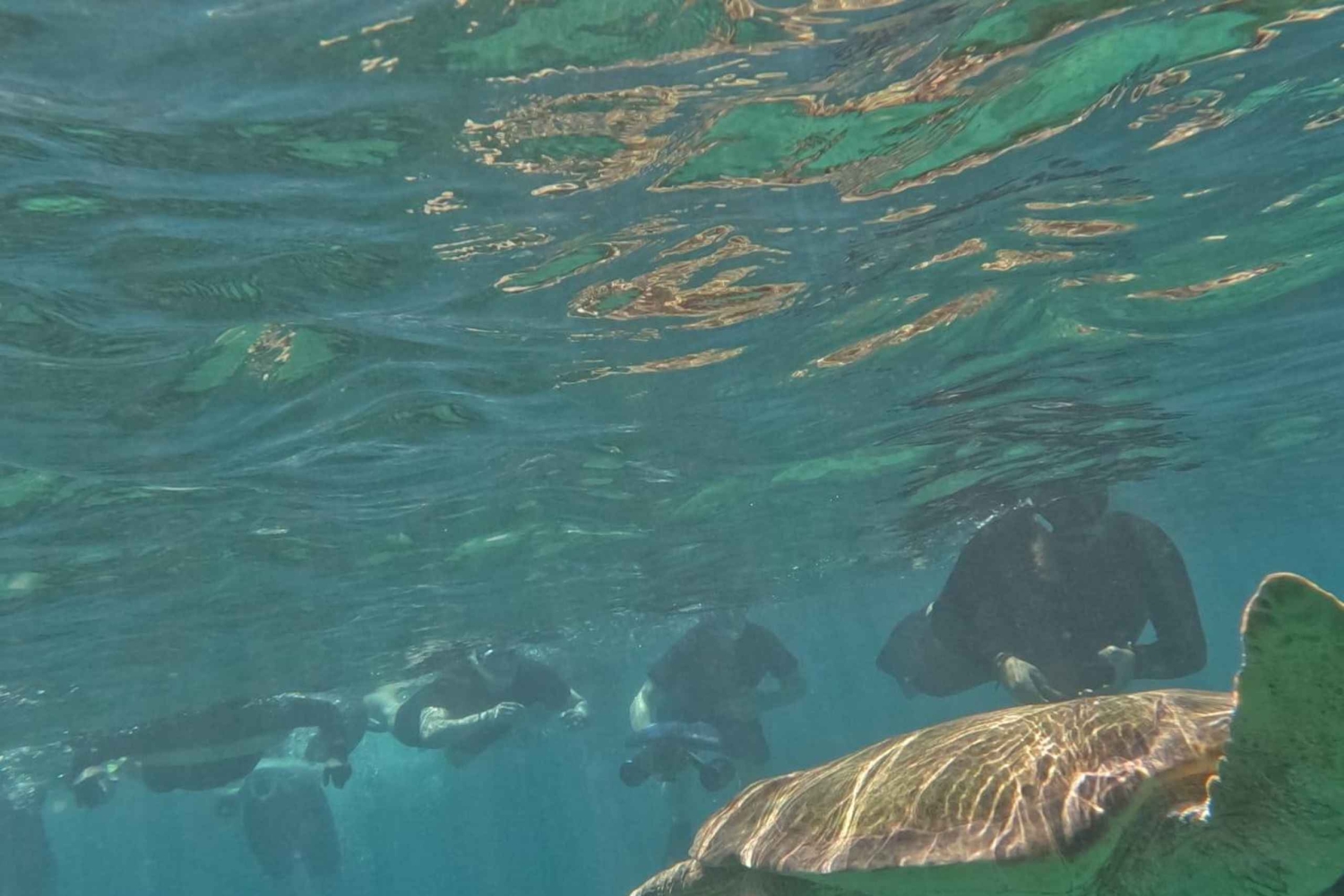 Akamas coast boat trip swiming & snorkeling with sea Turtles