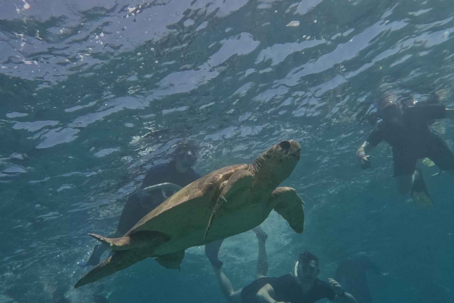 Akamas coast boat trip swiming & snorkeling with sea Turtles