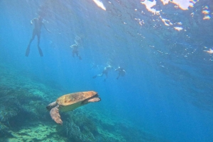 Akamas coast boat trip swiming & snorkeling with sea Turtles