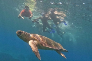 Akamas coast boat trip swiming & snorkeling with sea Turtles