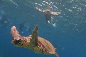 Akamas coast boat trip swiming & snorkeling with sea Turtles